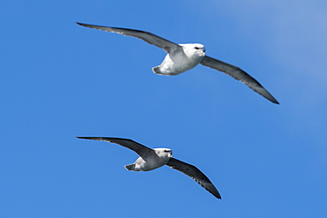 Two northern fulmars (Fulmarus glaciali) in flight, Svalbard, Arctic, Norway, Europe