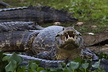 Jacare caimans (Caiman yacare) resting, Mato Grosso, Brazil, South America