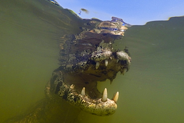 Close up underwater portrait of a jacare caiman (Caiman yacare) in the Rio Claro, Mato Grosso, Brazil, South America