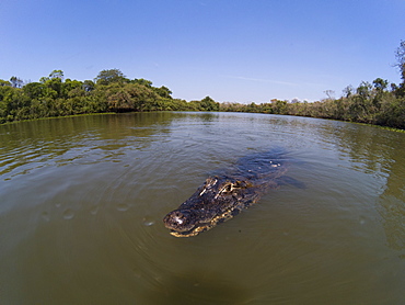 A jacare caiman (Caiman yacare) patrols the Rio Claro, Mato Grosso, Brazil, South America