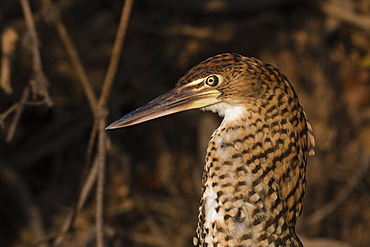 Portrait of an immature rufescent tiger-heron (Tigrisoma lineatum), Mato Grosso, Brazil, South America