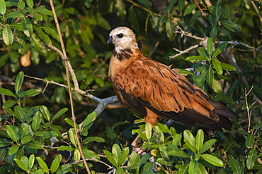 A black-collared hawk (Busarellus nigricollis) on the canopy, Mato Grosso, Brazil, South America