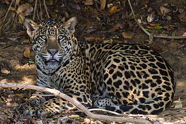 Jaguar (Panthera onca), Pantanal, Mato Grosso, Brazil, South America