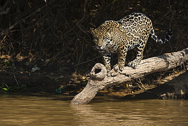 A jaguar (Panthera onca) walking on a fallen tree, Mato Grosso, Brazil, South America