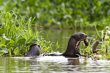 Giant otter (Pteronura brasiliensis), Pantanal, Mato Grosso, Brazil, South America