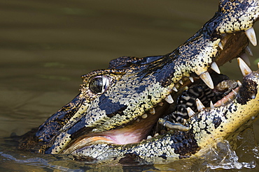 A jacare caiman (Caiman yacare) feeding, Mato Grosso, Brazil, South America