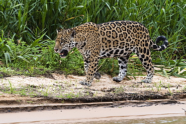 A jaguar (Panthera onca) walking on a sandy river bank, Mato Grosso, Brazil, South America