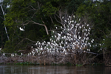 A cattle egret dormitory (Bubulcus ibis) on the Cuiaba River bank, Mato Grosso, Brazil, South America