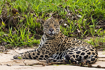 Jaguar (Panthera onca), Pantanal, Mato Grosso, Brazil, South America