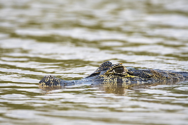 Jacare Caiman (Caiman yacare), Pantanal, Mato Grosso, Brazil, South America