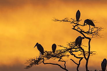 Marabou storks (Leptoptilos crumeniferus) perching on a tree at sunrise, Tanzania, East Africa, Africa