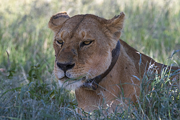 Lioness (Panthera leo), Seronera, Serengeti National Park, UNESCO World Heritage Site, Tanzania, East Africa, Africa