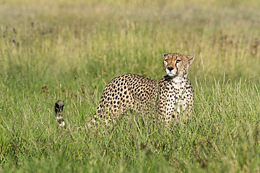 A cheetah (Acynonix jubatus) in tall grass, surveying the savannah, Tanzania, East Africa, Africa