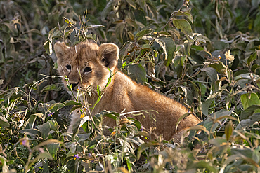 Lion cub (Panthera leo), Ndutu, Ngorongoro Conservation Area, Serengeti, UNESCO World Heritage Site, Tanzania, East Africa, Africa