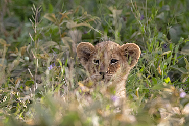 A lion cub (Panthera leo) hiding in the grass, Tanzania, East Africa, Africa