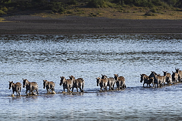 Common zebras (Equus quagga) crossing Lake Ndutu, Serengeti, UNESCO World Heritage Site, Tanzania, East Africa, Africa