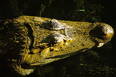 Close-up of the head of a common caiman (Caiman crocodilus), River Chagres, Soberania Forest National Park, Gamboa, Panama, Central America