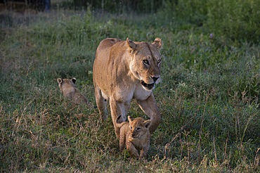 A female lioness (Panthera leo) walking with her 45-50 day old cubs, Tanzania, East Africa, Africa