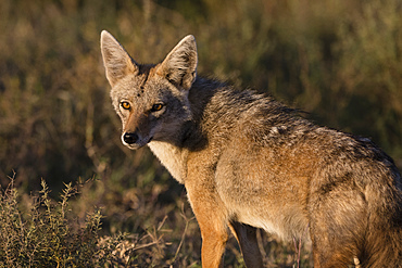 Golden jackal (Canis aureus), Ndutu, Ngorongoro Conservation Area, UNESCO World Heritage Site, Tanzania, East Africa, Africa