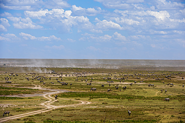 Plains zebras (Equus quagga), Ndutu, Serengeti, UNESCO World Heritage Site, Tanzania, East Africa, Africa