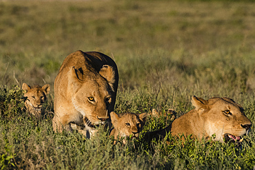 Two lionesses (Panthera leo) and two five week old cubs in the grass, Tanzania, East Africa, Africa