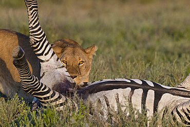 A lioness (Panthera leo) feeding on a common zebra (Equus quagga), Tanzania, East Africa, Africa