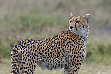 Cheetah (Acynonix jubatus), Seronera, Serengeti National Park, UNESCO World Heritage Site, Tanzania, East Africa, Africa