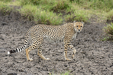 Cheetah (Acynonix jubatus), Seronera, Serengeti National Park, UNESCO World Heritage Site, Tanzania, East Africa, Africa