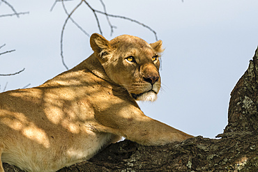 Lioness (Panthera leo) on a tree, Ndutu, Ngorongoro Conservation Area, UNESCO World Heritage Site, Tanzania, East Africa, Africa