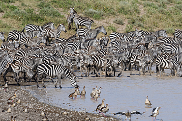 A herd of plains zebras (Equus quagga) drinking at Hidden Valley lake, Tanzania, East Africa, Africa