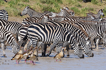 Plains zebras (Equus quagga), Ndutu, Serengeti, UNESCO World Heritage Site, Tanzania, East Africa, Africa