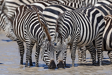 Plains zebras (Equus quagga), Ndutu, Serengeti, UNESCO World Heritage Site, Tanzania, East Africa, Africa