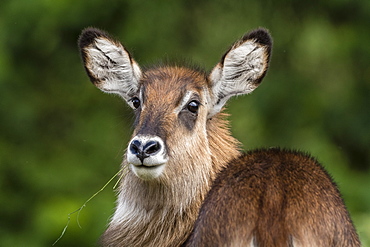 Female waterbuck (Kobus ellipsiprymnus), Ngorongoro crater, Ngorongoro Conservation Area, UNESCO World Heritage Site, Tanzania, East Africa, Africa