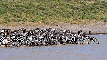 A herd of plains zebras (Equus quagga) drinking at Hidden Valley lake, Tanzania, East Africa, Africa