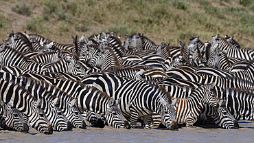 A herd of plains zebras (Equus quagga) drinking at Hidden Valley lake, Tanzania, East Africa, Africa