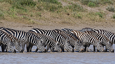 A herd of plains zebras (Equus quagga) drinking at Hidden Valley lake, Tanzania, East Africa, Africa