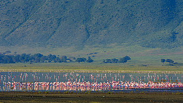 Lesser flamingos (Phoenicopterus minor) feeding on crater lake, Tanzania, East Africa, Africa