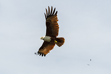 A Brahminy kite (Haliastur indus), the symbol of Langkawi, Kilim Geoforest Park, Langkawi, Malaysia, Southeast Asia, Asia