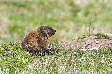 Alpine marmot (Marmota marmota), Valsavarenche, Gran Paradiso National Park, Aosta Valley, Italy, Europe