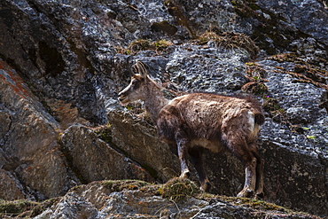 Alpine Chamois (Rupicapra rupicapra), Valsavarenche, Gran Paradiso National Park, Aosta Valley, Italy, Europe