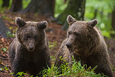 European brown bear (Ursus arctos), Notranjska forest, Slovenia, Europe