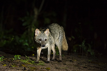 Crab-eating fox (Cerdocyon thous), Pantanal, Mato Grosso do Sul, Brazil, South America