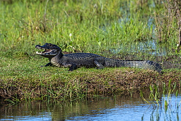 Jacare caiman (Caiman yacare), Pantanal, Mato Grosso do Sul, Brazil, South America