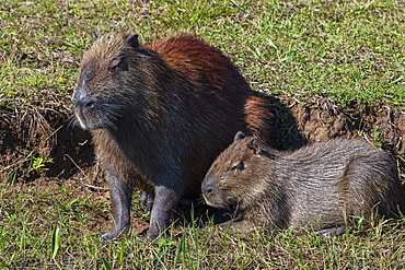 Capybara (Hydorchaeris hydrochaeris), Pantanal, Mato Grosso do Sul, Brazil, South America