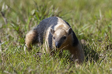 Southern tamandua (Tamandua tetradactyla), Pantanal, Mato Grosso do Sul, Brazil, South America