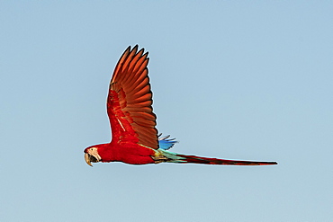 Red-and-green macaw (Ara chloropterus), Mato Grosso do Sul, Brazil, South America