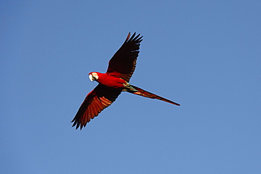 Red-and-green macaw (Ara chloropterus), Mato Grosso do Sul, Brazil, South America