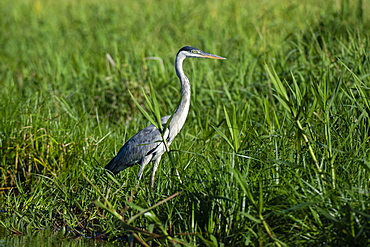 Cocoi heron (Ardea cocoi), Pantanal, Mato Grosso, Brazil, South America