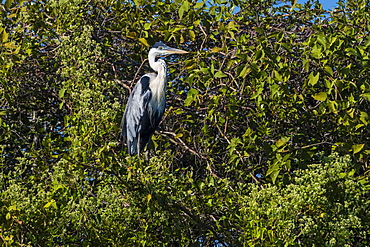 Cocoi heron (Ardea cocoi), Pantanal, Mato Grosso, Brazil, South America