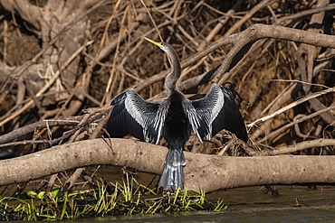 Anhinga (Anhinga anhinga), Pantanal, Mato Grosso, Brazil, South America